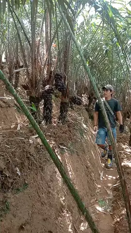 lakukan cara seperti ini agar buah salak lebih besar #petanisalak #kebunsalak #petaniindonesia 