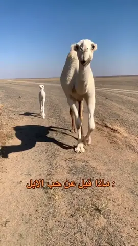 اجب في التعليقات #لايك__explore___ #حرش_العراقيب #مقوسات_العرانين #اكسبلور 