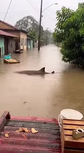 #hiu  #terdampar  #real  #notiputipu  #netizen  yang katanya Hoak org sedang berduka ,🌧️🦈🌧️🦈🌧️🌧️🦈🌧️🦈