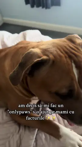 zic ca e o afacere buna, follow pt premium content sushici✨✨ #sushi #sushithexl #xlbully #americanbully #dogsoftiktok 