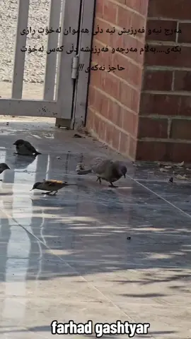 #farhadgashtyar 