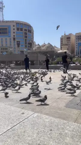 #سليماني #دهؤك #كه_ركوك #🕋🕋🤲🤲🕌🥹🥹 