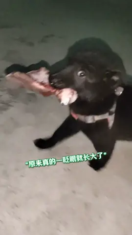 嚇我一跳#搞笑 #狗 #狗狗 