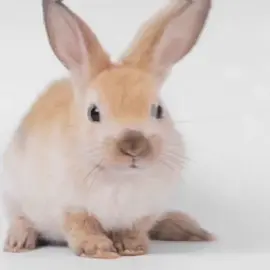 we’ve lost all purpose #bunny #bunny #bunny #bunny #jugg @juggernaut (abamadeit)