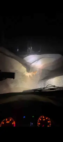 Chưa kịp rút ra 🤣🤣#kenongvang #xuhuongtiktok 