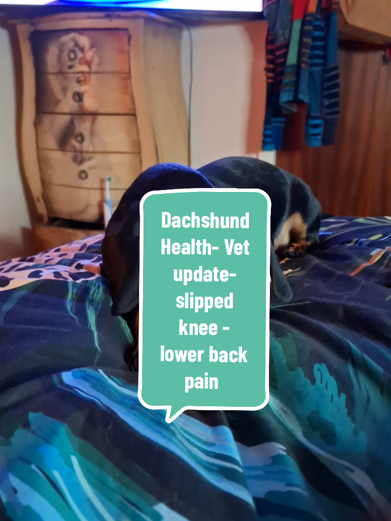 REST & RE COUP ! * 10 MIN WALKS * ANTI INFLAMMATORY MEDS * DACSHUND PROOF HOUSE  * CARRY ! * LOTS OF LOVE & CUDDLES VETS ORDERS ! #dachshundhealth #doghealth #wellness #dogwellness #vet 