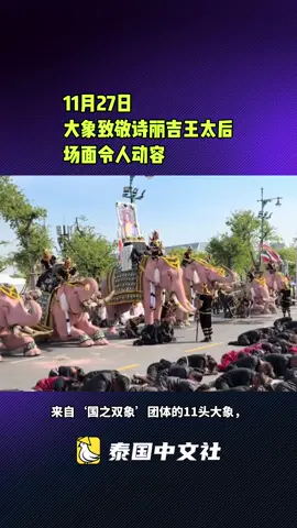 大象致敬诗丽吉王太后 场面令人动容#今日泰国#泰国中文社