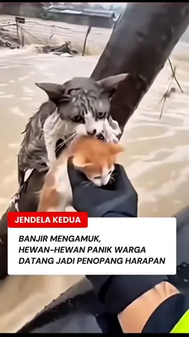 Bukan cuma manusia… banyak hewan juga jadi korban banjir🥺#UpdateBanjir #SaveAnimals #ViralHariIni #InfoTerkini #BeritaViral      