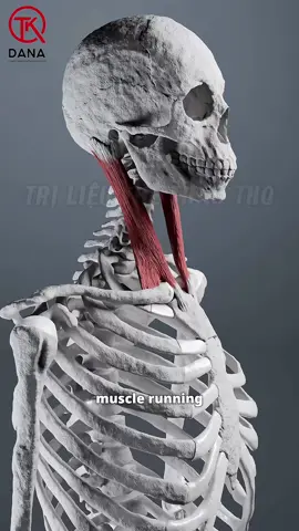 Đau thái dương, sau mắt, căng vùng hàm. Đi khám không ra bệnh vậy lí do là gì ??#phụcoichanthuongthethao #trilieuthethao #xuhuongtiktok #hottrend 