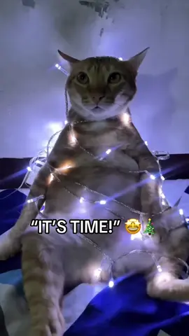 Favorite time of year ❤️ #holidays #cat #christmas #tree #funny (via arkira1016/IG)