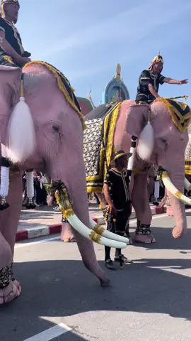 ควาญช้างและช้างเป็นสิ่งที่คู่กันจริงๆช้างเก่งและถูกฝึกมาดีมาก หมอก็คอยดูแลข้างๆไม่ตื่นคนเลย คนไทยรักช้างจริงๆ  #ช้างไทย #elephant #ypfッ #thailand🇹🇭