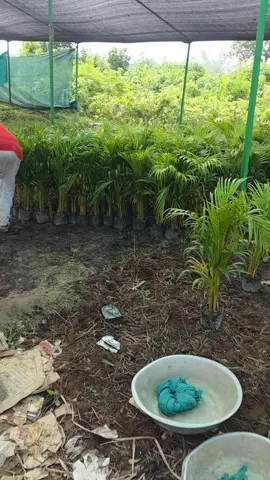 #ranjitphalphulnurseryfarm #rautahatmuser #viralvideo 