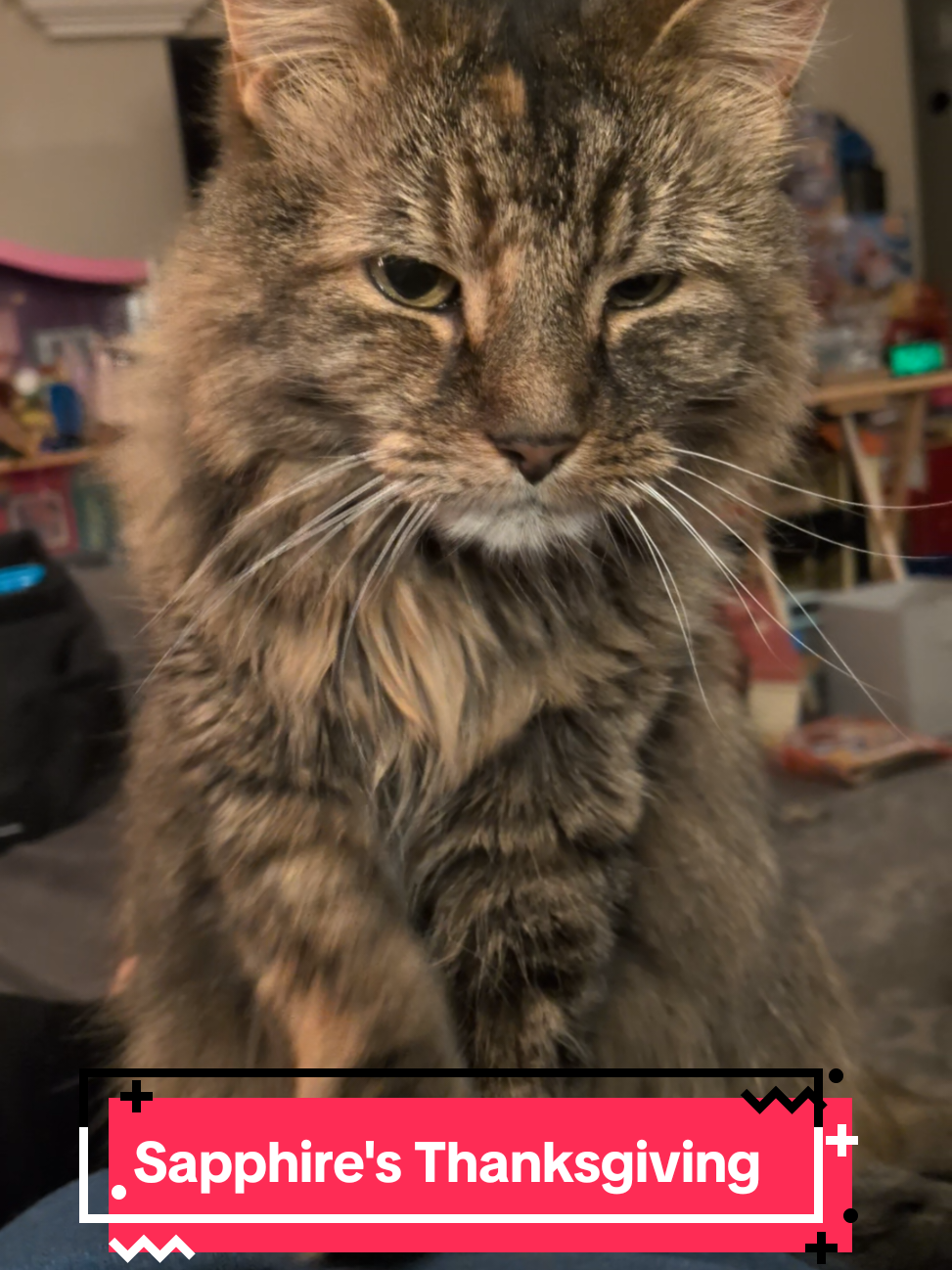 Sapphire is making biscuits for our Thanksgiving dinner. #happythanksgiving  #catsoftiktok 