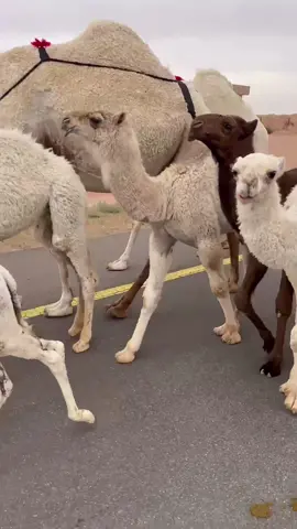 @TikTok en español @TikTok #اكسبلور #💘💘 