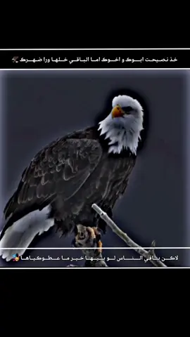 #وســـلامــــــــت الـــــي يفــــــهـــم:::✘  🎭 #تصميم_فيديوهات🎶🎤 #صِےـلےـوِحًے 