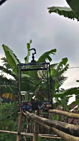 aman mapan muni nan😋 #kenarigacor #kenarimaniaindonesia #fypage #fyppppppppppppppppppppppp #kicawmaniaindonesia 