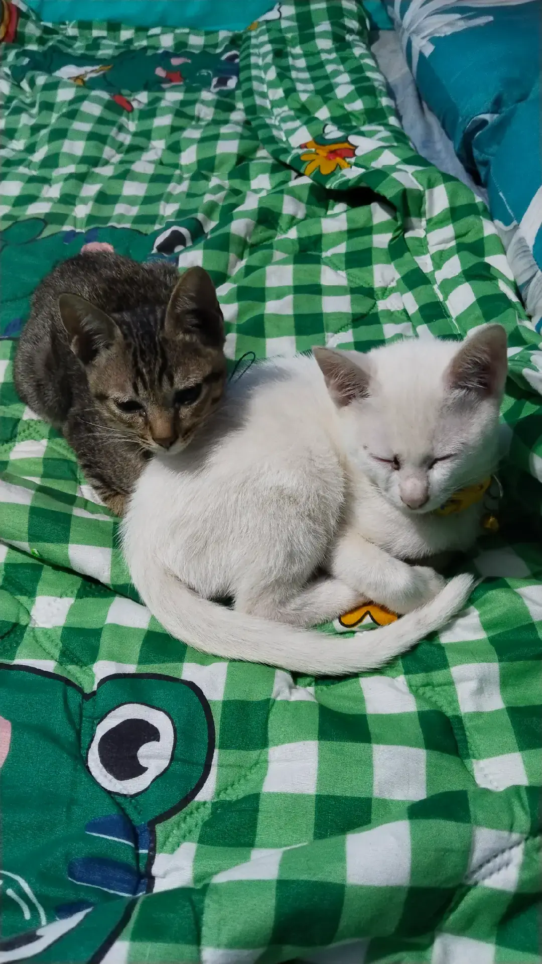 #อยากรู้ต้องลอง #สร้างบ้าน #แมวยักษ์ #วันวันพันกว่าเรื่อง #หวานเจี๊ยบ  😋😋😋🥳🥳🥳🥰🥰🐱🐱🐱🐱🐱