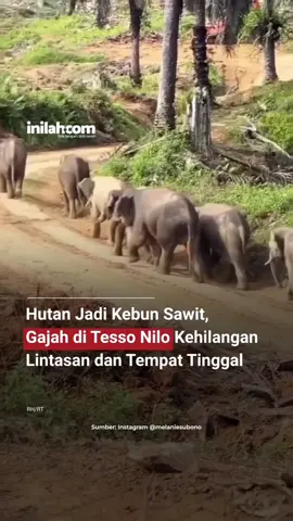 Alih fungsi hutan membuat habitat gajah semakin terjepit. Mereka kesulitan mendapatkan sumber makanan dan tanaman alami yang selama ini menjadi obat-obatan.  Kondisi ini turut memicu meningkatnya seruan #SaveTessoNilo di media sosial sebagai bentuk kepedulian publik. - Selengkapnya kunjungi website dengan klik link di bio atau download aplikasi di AppStore dan Google Play Store. #inilahNews #TessoNilo #Gajah #Inilahcom #titiktengah #titikcerah 