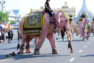 #ထိုင်းနိုင် ဘန်ေကာက်မြို့မှာရှိတဲ့ မြဘုရားနဲ့ ေတာ်၀င်နန်းတော်အပြင်ဘက်မှာ နတ်ရွာစံ မိဖုရားကြီး သီရိခေတ်အား ဂါရ၀ပြုတဲ့အေနနဲ့ ဆင်ဖြူေတာ် ၁၁ စီးနဲ့ ဆင်ထိန်းများ လှည့်လည်ခဲ့ကြတဲ့ ပုံရိပ်ဖြစ်ပါတယ်။