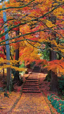🍁 Autumn at Ryōan-ji Temple Beautiful red maple leaves and a peaceful vibe in Kyoto. So lovely! 🍂✨ #kyoto #kyotojapan #mapleleafs #travel #japan 