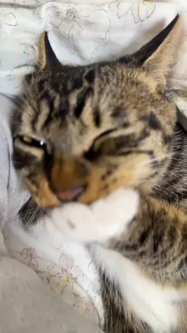 #cutecat #pet #kucing #kitty #funny 