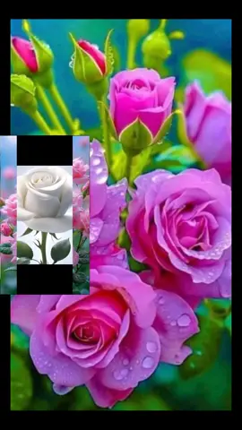 #CapCut #thamilsong #❤️❤️❤️❤️❤️❤️❤️❤️❤️🌹♥️♥️♥️♥️ #❤️❤️❤️❤️❤️❤️❤️❤️❤️🌹♥️♥️♥️♥️ 