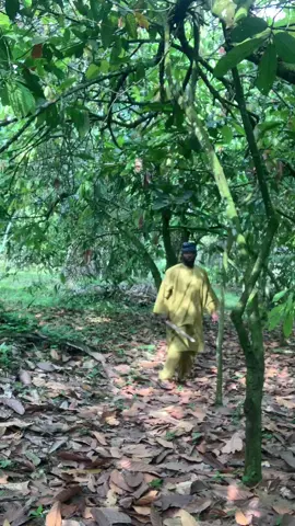 Walla ti wa cocoa ti ja 