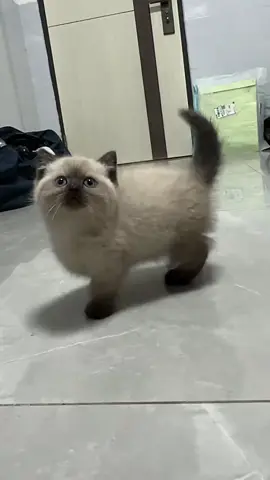 So cute #cutecat #pet #kucing #kitty #funny 