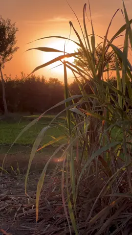 Muqammal #unfrezzmyaccount #trending #foryou #sunset #دیس_پنجاب🌾 