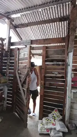 EL CAZADOR NOVATO  #llanerasvenezolanas🇻🇪 #llano #musicallanera #arpa #parati 