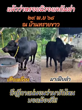 แล้วว่าถึงติ้วถึงฎีกาล่าวนิ #มาเฟียร์ดํา #น้องจีเนียส #นิลงามเทพลีลาปรีชายอด #เสือเหลือง #น้องสาวเมืองใต้ 