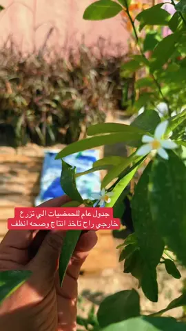 بختصار هذا الجدول للحمضيات الي تزرع خارجي تحت روكلين او في ذرا