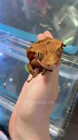 Funny lizard #funny #animals #lizard #funnyvideos #fyp 