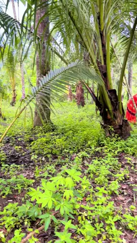 bateh sapadan sampai gigik acek panggua den mila#fyp 