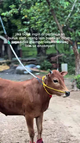 ghundul🫰🏿 #pisangemas #pisangemasjr #kalapotemennangpesse #kerapansapimadura #madurapride🔥 