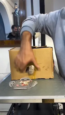 Different ways to trim your cats nails#cat#funnyvideos #fyp #catsoftiktok 