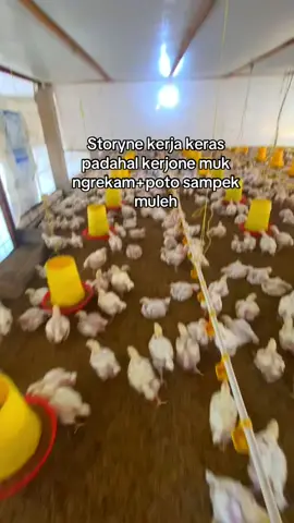 Ngaku gak 🫵🏻😩  #peternakayam #peternak #peternakmuda 