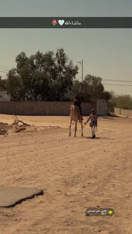 #creatorsearchinsights #متابعه_ولايك_واكسبلور_فضلا_ليس_امر #اكسبلور #لايكات 