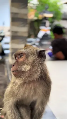 Tebak isi pikirannya#fyp #fypシ゚ 