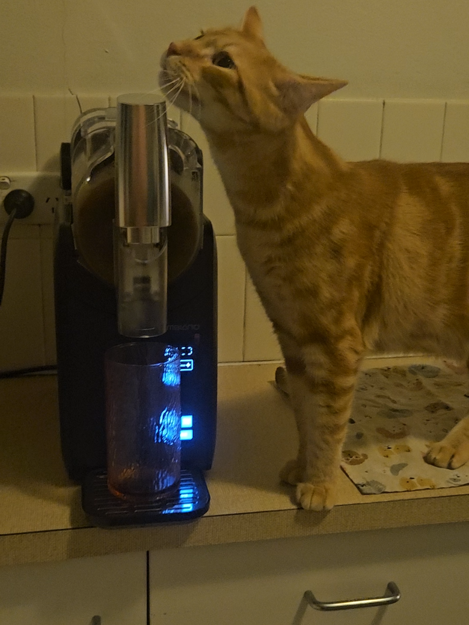 inspector George at your service, lady! #georgedoeswhatgeorgewants #catsoftiktok 