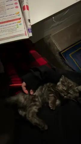 My little girl 🐈‍⬛✨. #fyp #explore #cat 