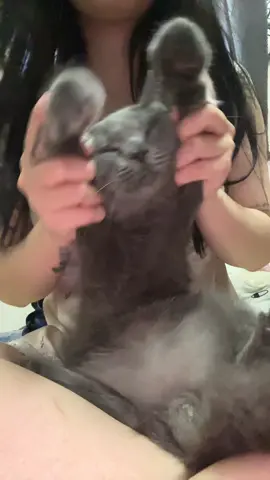 #meowentertainment #cat #meo #pet #lovecat 