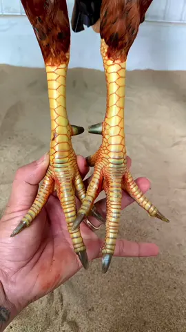 Khét cựa thúi 3kg2😆#xuhuongtiktok🌾 #83sóctrăng📣 #gadasoctrang✅ #vuivecungtiktok🏅 