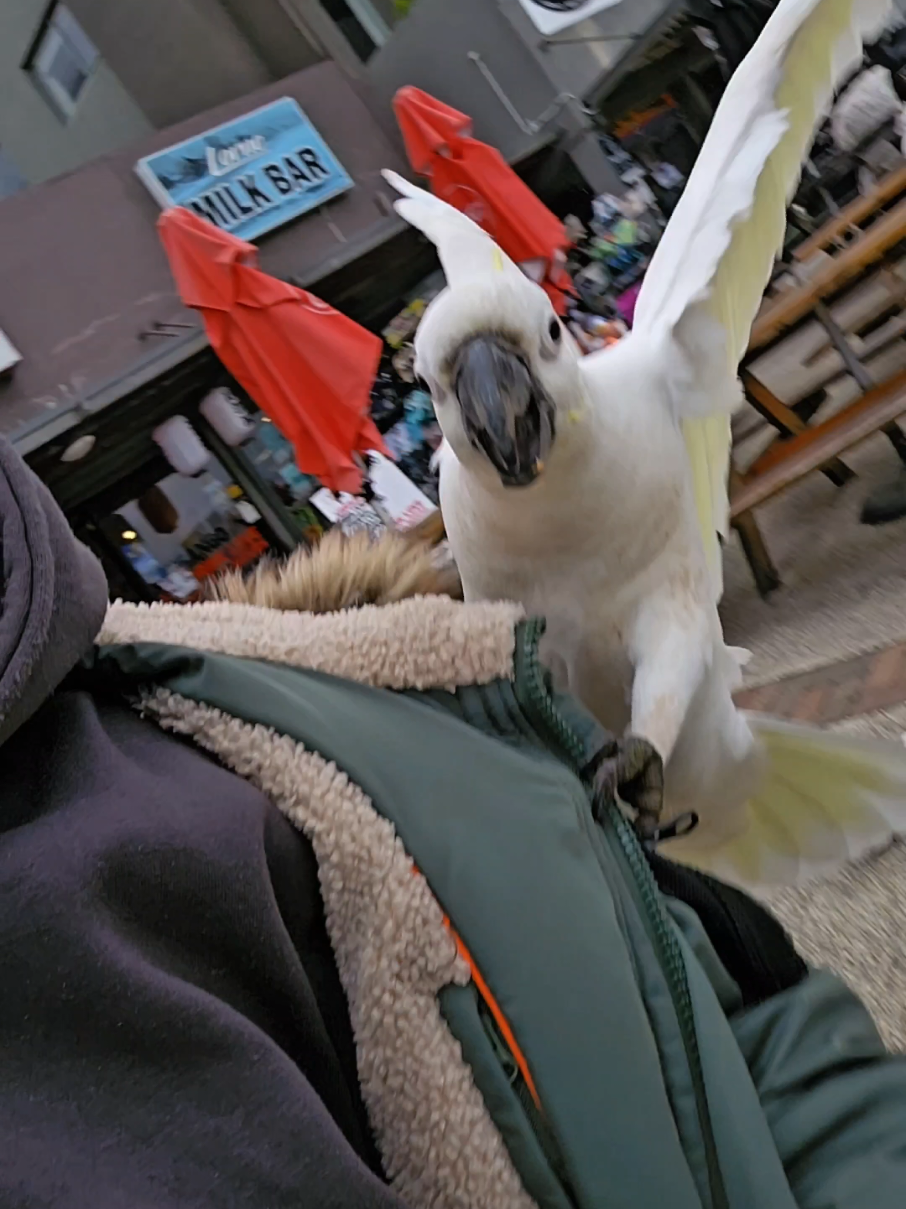 NO ALIMENTEN A LAS CACATUAS #cacatuas #animalesdeaustralia #argentinosporelmundo #animalestiktok #cacatua 