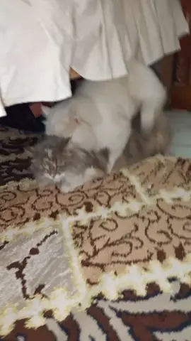 لتحديد ليش انا من يوم 