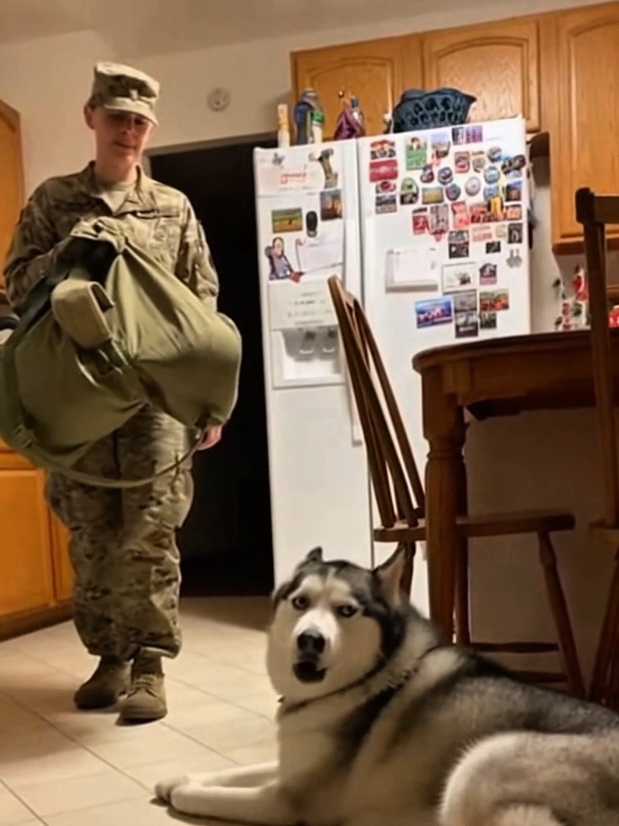 Huskies don’t hide their feelings… The moment he realizes it’s HER? Unforgettable. #huskyreunion #soldierhomecoming #emotionalpets #fyp #doglovers 