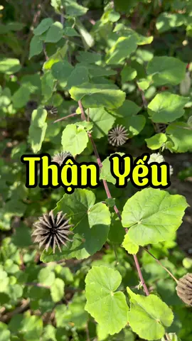 Bạn nào mà thận khỏe rồi thì tránh xa cây này ra nhá, cây này chỉ dành cho những bạn thận hư thận yếu thôi #thanhuthanyeu #thaoduocdantoc  #thaoduocdantoccaolan  #trandungthaoduocdantoc  #LearnOnTikTok 