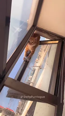 #cat #catsoftiktok #funnycats #catlover 