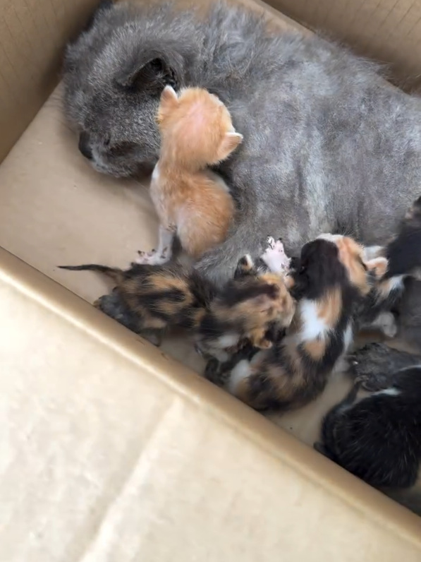 Why are there heartless people who abandon the whole cat family here just because she is sick we are donating You Can help these cats through videos gifts#LIVEIncentiveProgram #LIVEFEST2025 #MakeLIVECount #PaidPartnership 