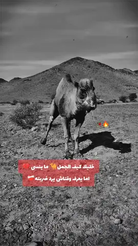 #belgium #tiktokcreatorscommunity #tunisien #🇹🇳🇱🇺🇩🇪 